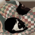 cats 2007-02-17 2e.jpg