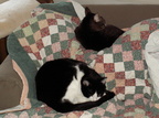 cats 2007-02-17 2e