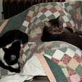 cats 2007-02-17 3e