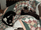 cats 2007-02-17 3e