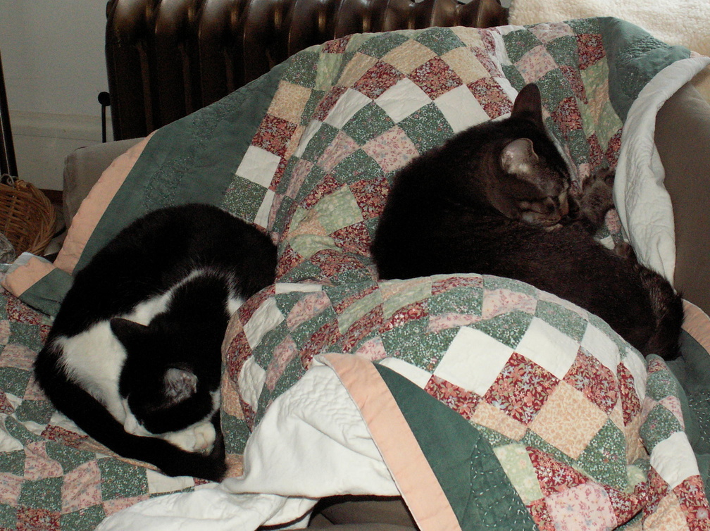 cats 2007-02-17 4e.jpg