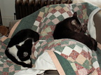 cats 2007-02-17 4e