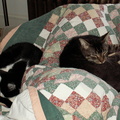 cats 2007-02-17 5e