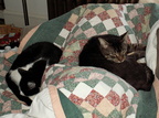 cats 2007-02-17 5e