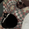 cats 2007-02-17 7e.jpg