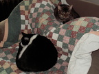 cats 2007-02-17 7e