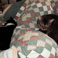 cats 2007-02-17 9e