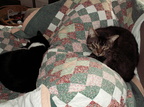 cats 2007-02-17 9e