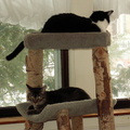 cats 2007-03-03 1e