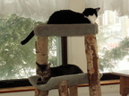 cats 2007-03-03 1e