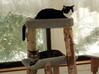cats 2007-03-03 5e