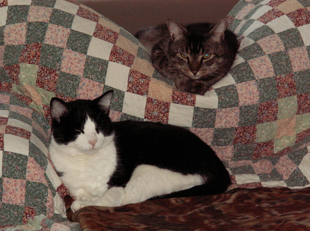 cats 2007-03-04 1e.jpg