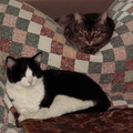 cats 2007-03-04 1e