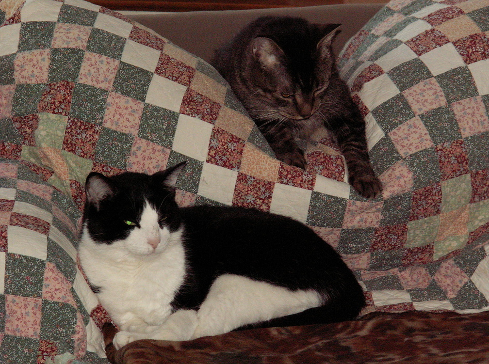 cats 2007-03-04 2e.jpg