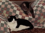 cats 2007-03-04 2e