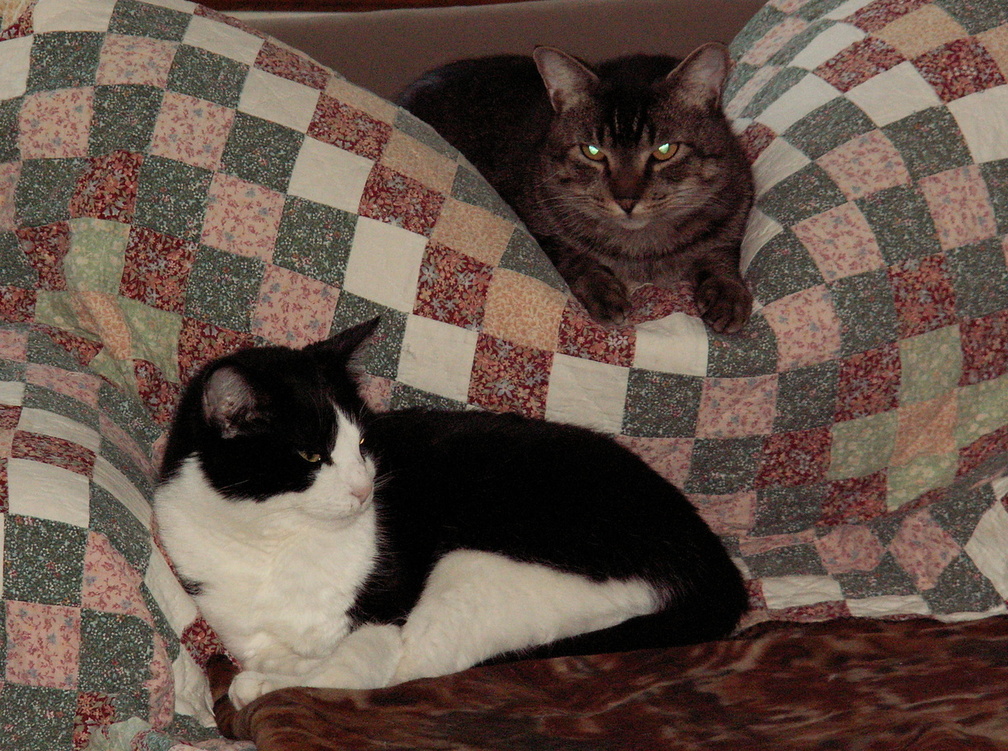 cats 2007-03-04 3e.jpg