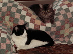 cats 2007-03-04 3e