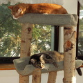 cats 2007-05-04 1e