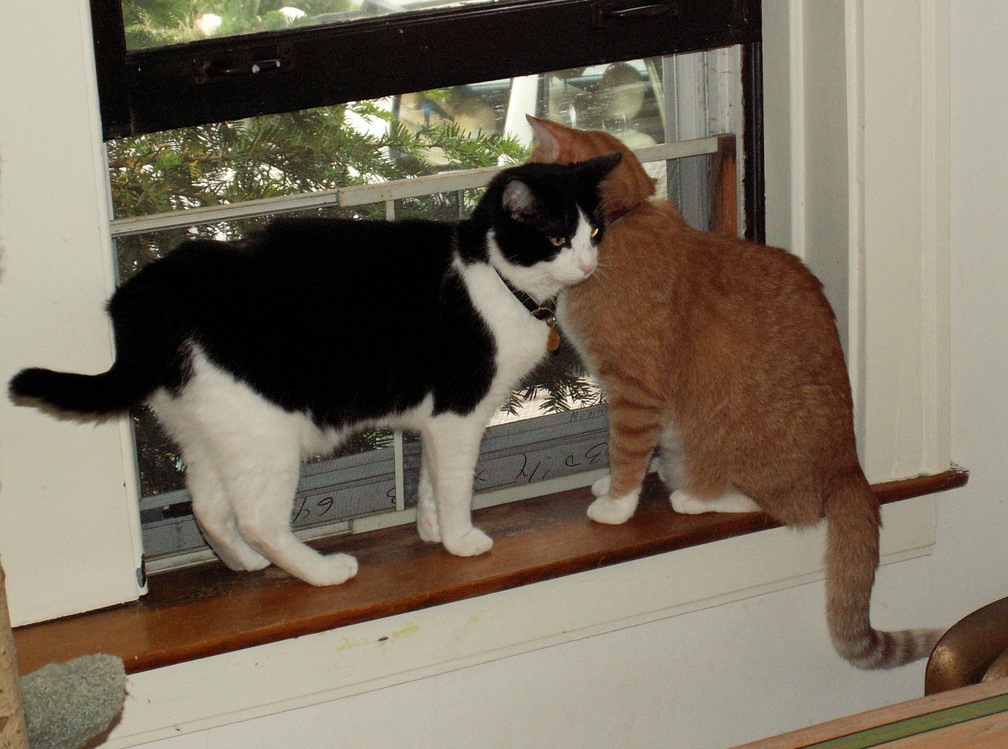 cats 2007-05-25 5e.jpg
