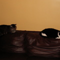 cats 2007-11-16 2e