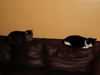 cats 2007-11-16 2e