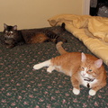 cats 2008-01-08 1e