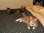 cats 2008-01-08 1e