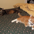 cats 2008-01-08 4e