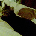 cats 2008-02-25 01e