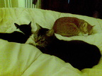 cats 2008-02-25 06e