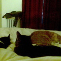 cats 2008-02-25 05e