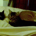 cats 2008-02-25 03e