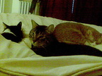 cats 2008-02-25 03e