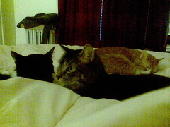 cats 2008-02-25 07e