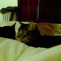 cats 2008-02-25 07e