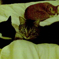 cats 2008-02-25 10e