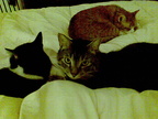 cats 2008-02-25 10e