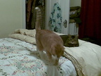 cats 2008-04-16 1e