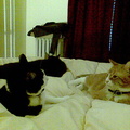 cats 2008-02-25 11e
