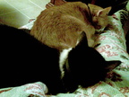 cats 2008-11-15 2e