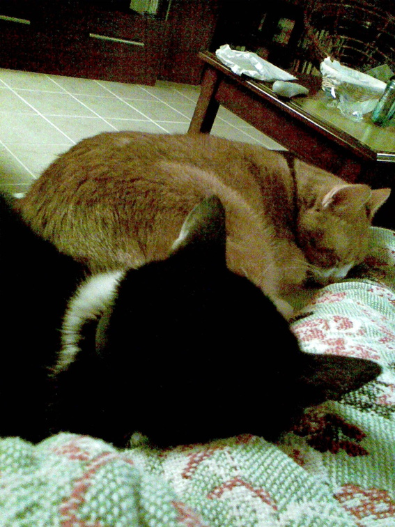 cats 2008-11-15 1e.jpg
