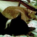 cats 2008-11-15 1e