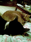 cats 2008-11-15 1e