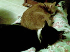 cats 2008-11-15 3e