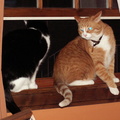 cats 2009-04-24 01e