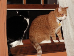 cats 2009-04-24 03e