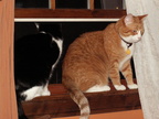 cats 2009-04-24 03e