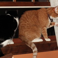cats 2009-04-24 04e
