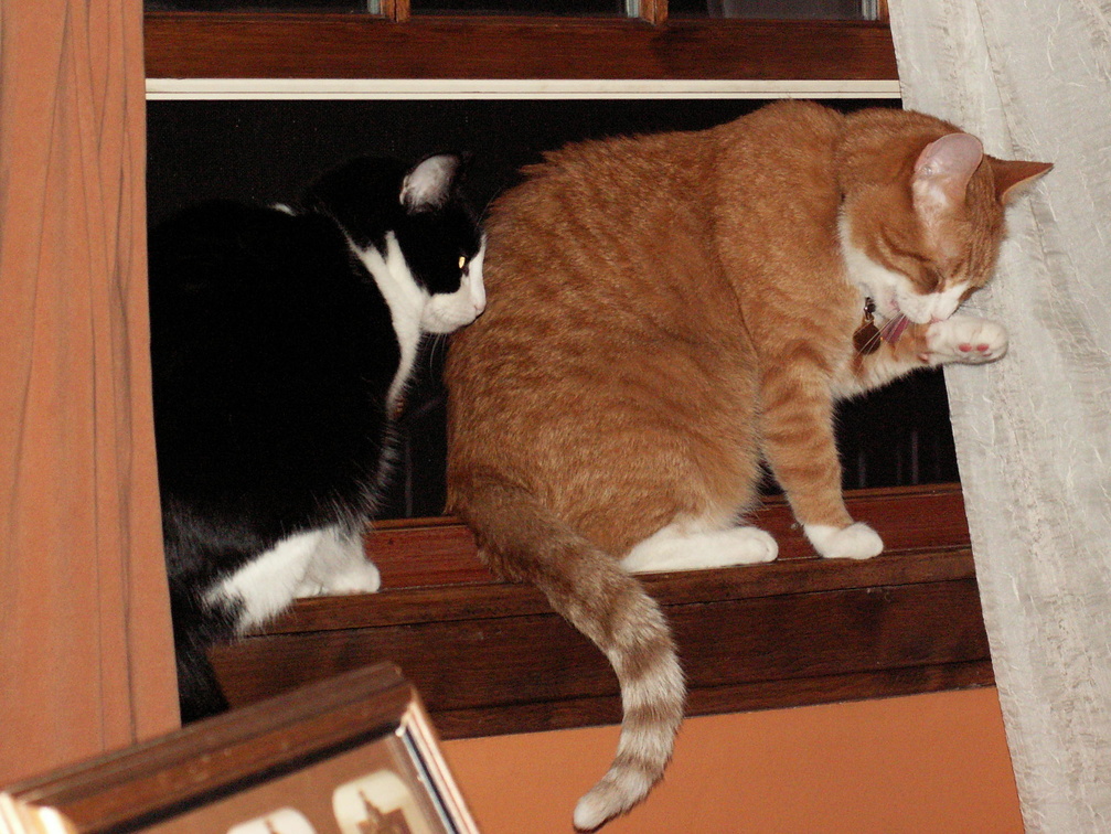cats 2009-04-24 05e.jpg