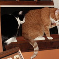 cats 2009-04-24 05e